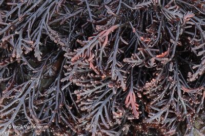 Osmundea hybrida - Stomp Rendiergeweiwier 3.JPG