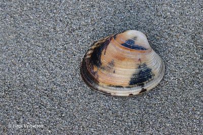 Ruditapes philippinarum - Filipijnse Tapijtschelp 10.JPG