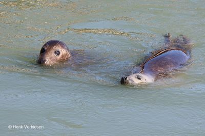 Halichoerus grypus - Grijze Zeehond 1.JPG