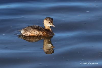 Podicipedidae - Futen