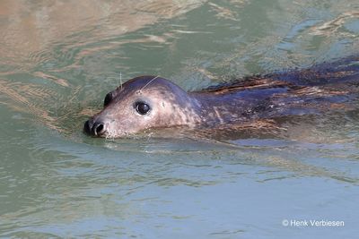 Halichoerus grypus - Grijze Zeehond 8.JPG