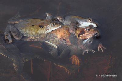 Amphibia -  Amfibieën