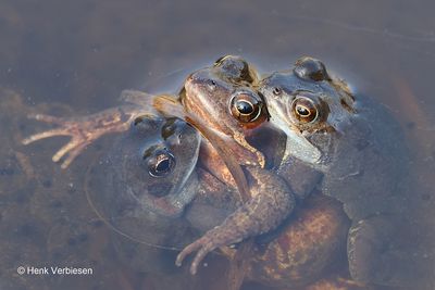 Rana temporaria - Bruine Kikker 5.JPG
