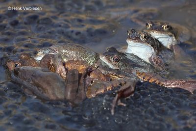 Rana temporaria - Bruine Kikker 1.JPG