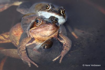 Rana temporaria - Bruine Kikker 6.JPG