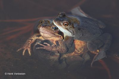 Rana temporaria - Bruine Kikker 4.JPG