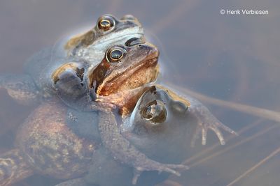 Rana temporaria - Bruine Kikker 7.JPG