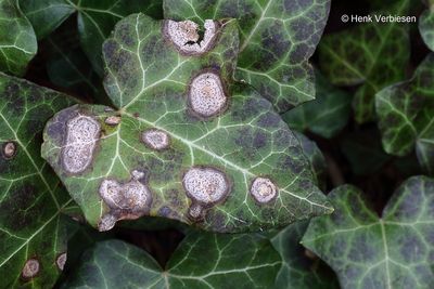 Didymellaceae