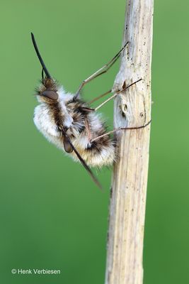 Bombylius major - Gewone Wolzwever 2.JPG