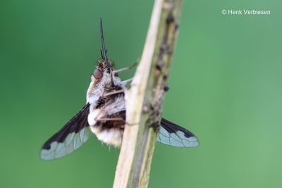 Bombyliidae - Wolzwevers