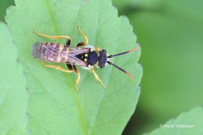 Nomada goodeniana - Smalbandwespbij 1.JPG