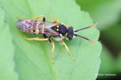 Hymenoptera - Bees