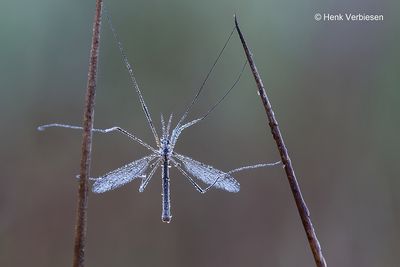 Tipula spec. - Langpootmug onbekend 4.JPG