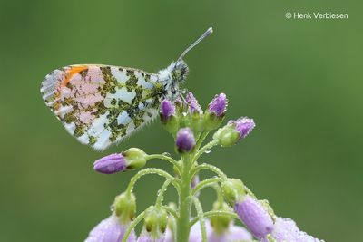 Anthocharis cardamines - Oranjetipje 7.JPG