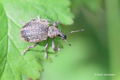 Liophloeus tessulatus - Gevlekte Aardsnuitkever.JPG