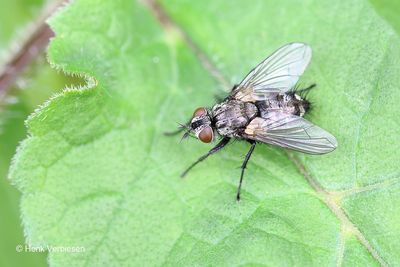 Lydella grisescens.JPG