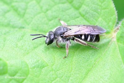 Halictidae