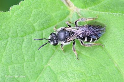 Halictidae