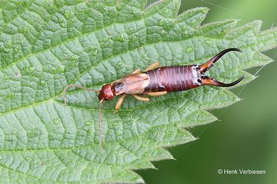 Forficulidae - Oorwormen