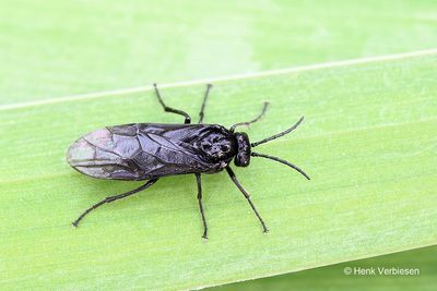 Rhadinoceraea micans - Irisbladwesp 2.JPG