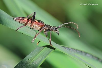 Cerambycidae - Boktorren