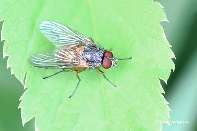 Muscidae - Echte Vliegen