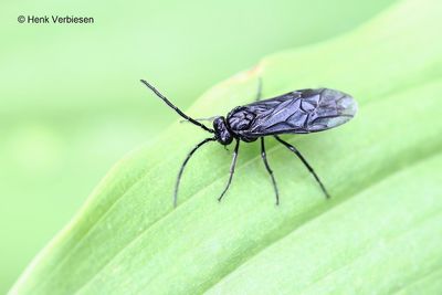 Phymatocera aterrima - Salomonszegelbladwesp 1.JPG