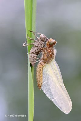 Libellula fulva - Bruine Korenbout 12.JPG