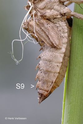 Libellula fulva - Bruine Korenbout 16.JPG