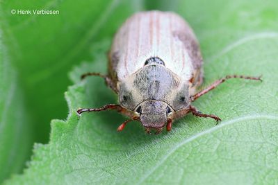 Scarabaeidae - Bladsprietkevers