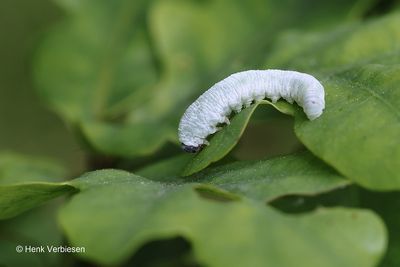 Sawflies