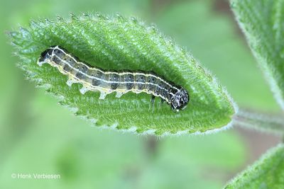 Orthosia cruda - Kleine Voorjaarsuil 4.JPG