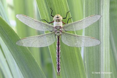 Anax imperator - Grote Keizerlibel 5.JPG