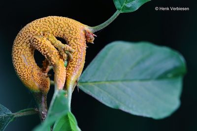 Puccinia coronata - Kroonroest 1.JPG