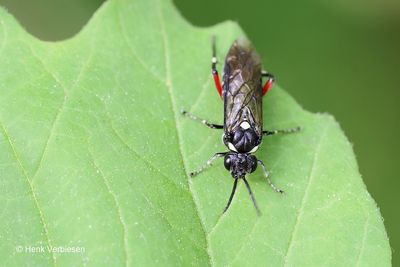 Macrophya punctumalbum 2.JPG