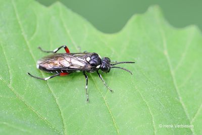 Macrophya punctumalbum 1.JPG