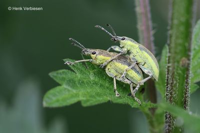 Curculionidae - Snuitkevers
