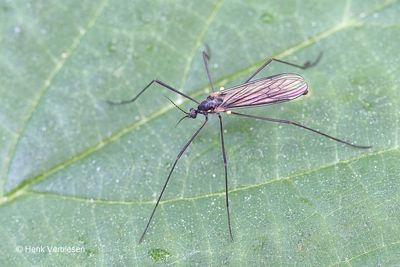 Gnophomyia viridipennis - Populiergeelhaltertje 1.JPG