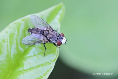 Sarcophagidae - Dambordvliegen