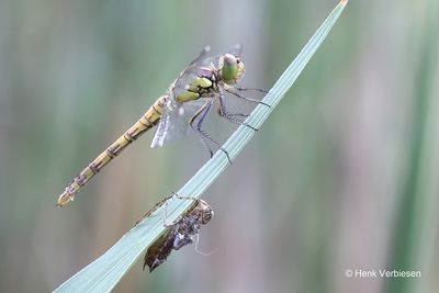 Sympetrum striolatum - Bruinrode Heidelibel 16.JPG