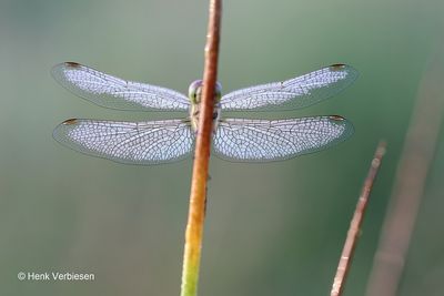 Sympetrum striolatum - Bruinrode Heidelibel 15.JPG