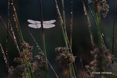 Sympetrum striolatum - Bruinrode Heidelibel 12.JPG