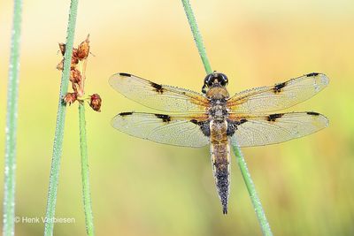 Libellula quadrimaculata - Viervlek 4.JPG