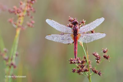 Crocothemis erythraea - Vuurlibel 2.JPG