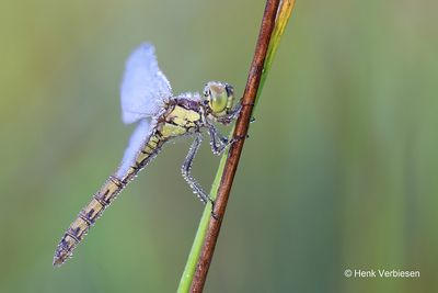 Sympetrum vulgatum - Steenrode Heidelibel 4.JPG
