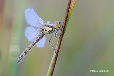 Sympetrum vulgatum - Steenrode Heidelibel 3.JPG