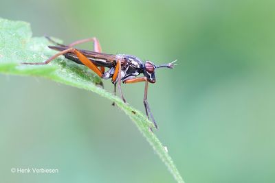 Sepedon sphegea - Zwarte Langsprietslakvlieg 1.JPG
