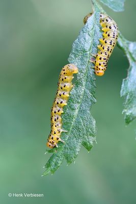 Pristiphora geniculata - Lijsterbesbladwesp 6.JPG