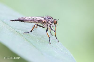 Neoitamus cyanurus - Bosrandroofvlieg 3.JPG