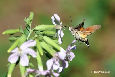 Macroglossum stellatarum - Kolibrievlinder.JPG